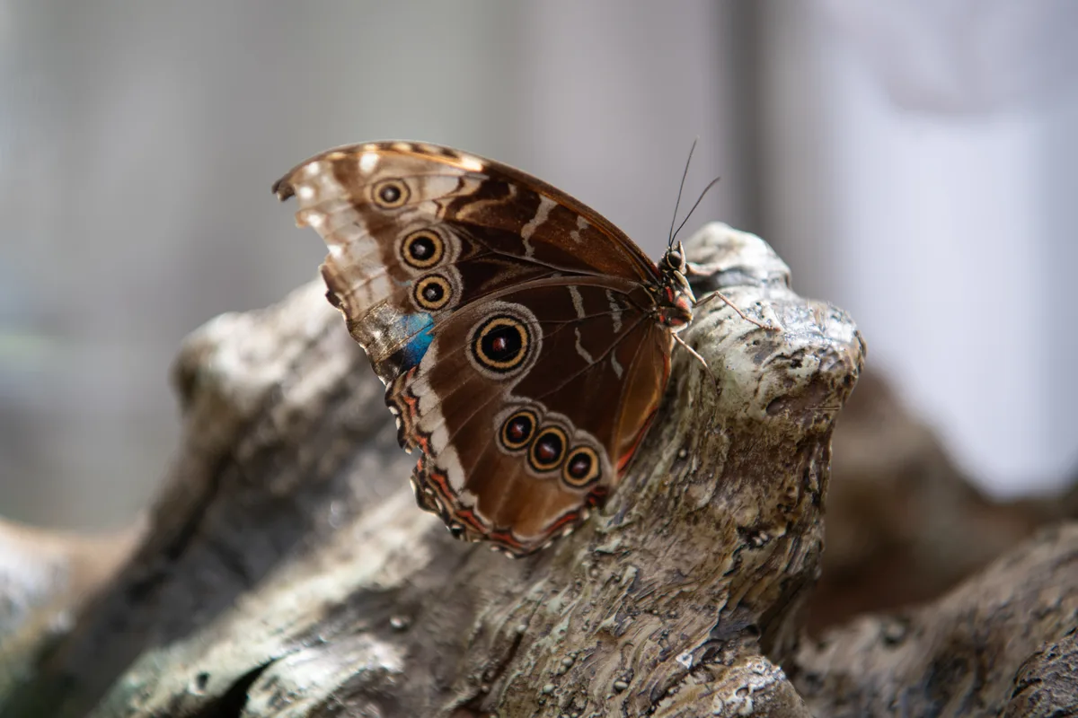 Impressionen vom Schmetterlingshaus im Gartencenter Meier in Dürnten